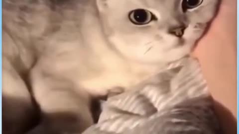 Cute funny cats