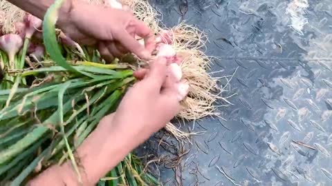 How to Grow Garlic and Harvest Bulbs at Home