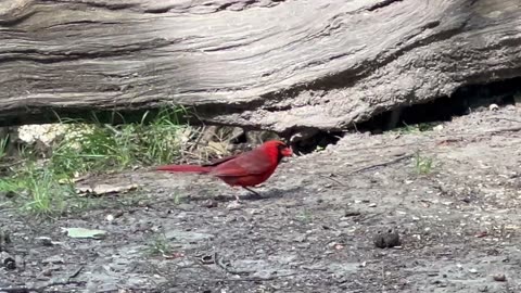 Male Cardinal James Gardens Toronto