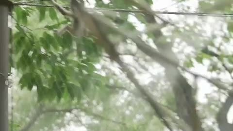 Animals In The Zoo Funny Moments Pt.2