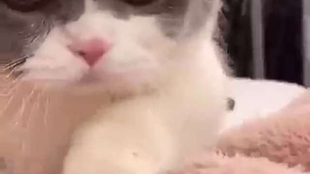 Cute Cats and Funny Animals Compilation 😹 Try Not To Laugh Challenge Cute Cat