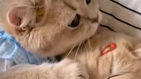 Brother is licking my hair ~ I like him so much