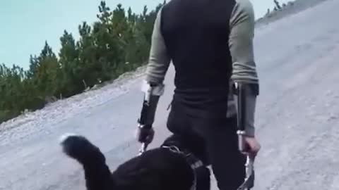the dog helps its owner