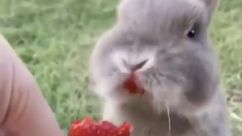 Lovely and cute animals