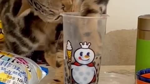 Are you stealing my milk tea?