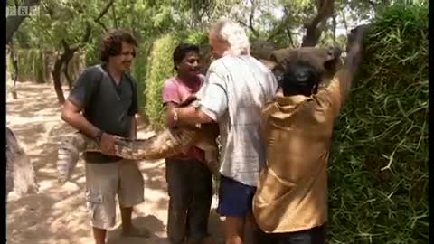Capturing a Male Crocodile | Croc Crusader | BBC Earth