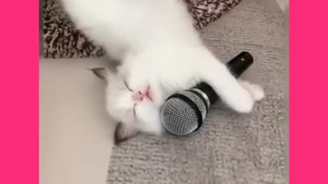 Try Not to laugh 😂 funnyest cat videos