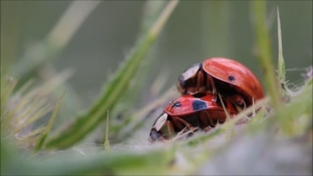 Do you ever see ladybugs making love?