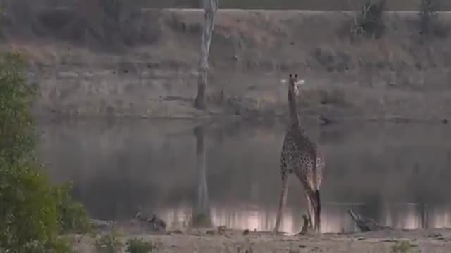 Giraffe Drinking At a Dam in Madagascar