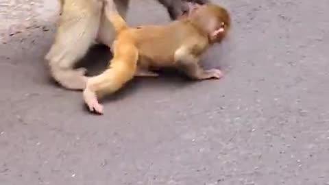 funny cute monkey family