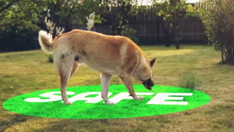 Dog Behaviors And What They Actually Mean