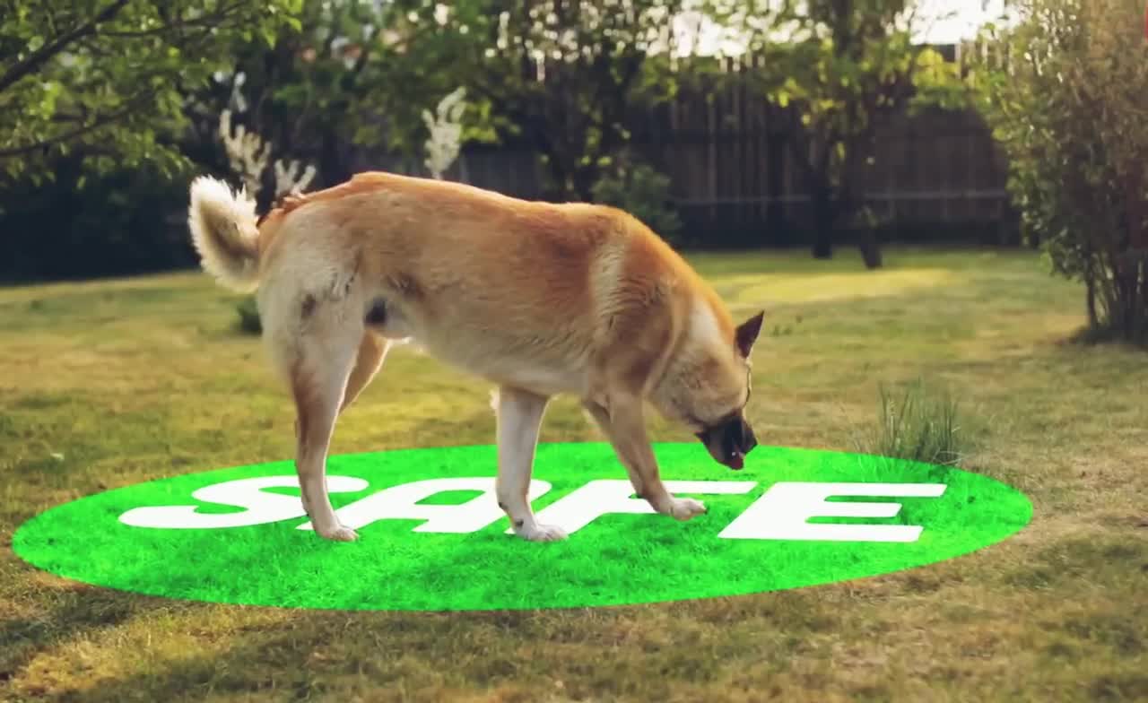 Dog Behaviors And What They Actually Mean