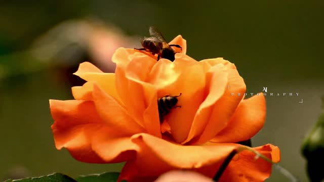 Bees🐝 Pollinating | Honey Bee🐝 | Work Like a Clock⏰ | 🐝🐝 #youtubeshorts #bees #pollination #shorts