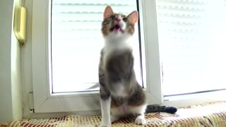 Funny Kitten Falls off the Window Sill while Playing