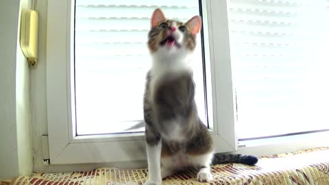 Funny Kitten Falls off the Window Sill while Playing