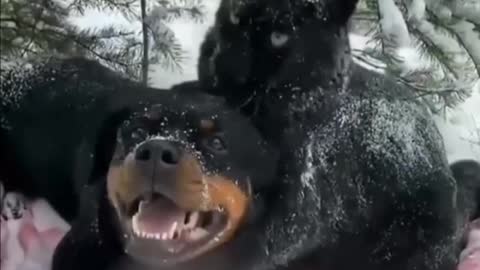 You would not have seen such friendship of panther and dog.