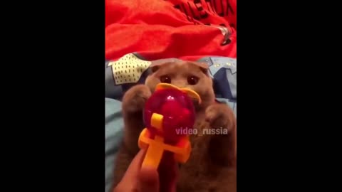 Funny videos with cats)