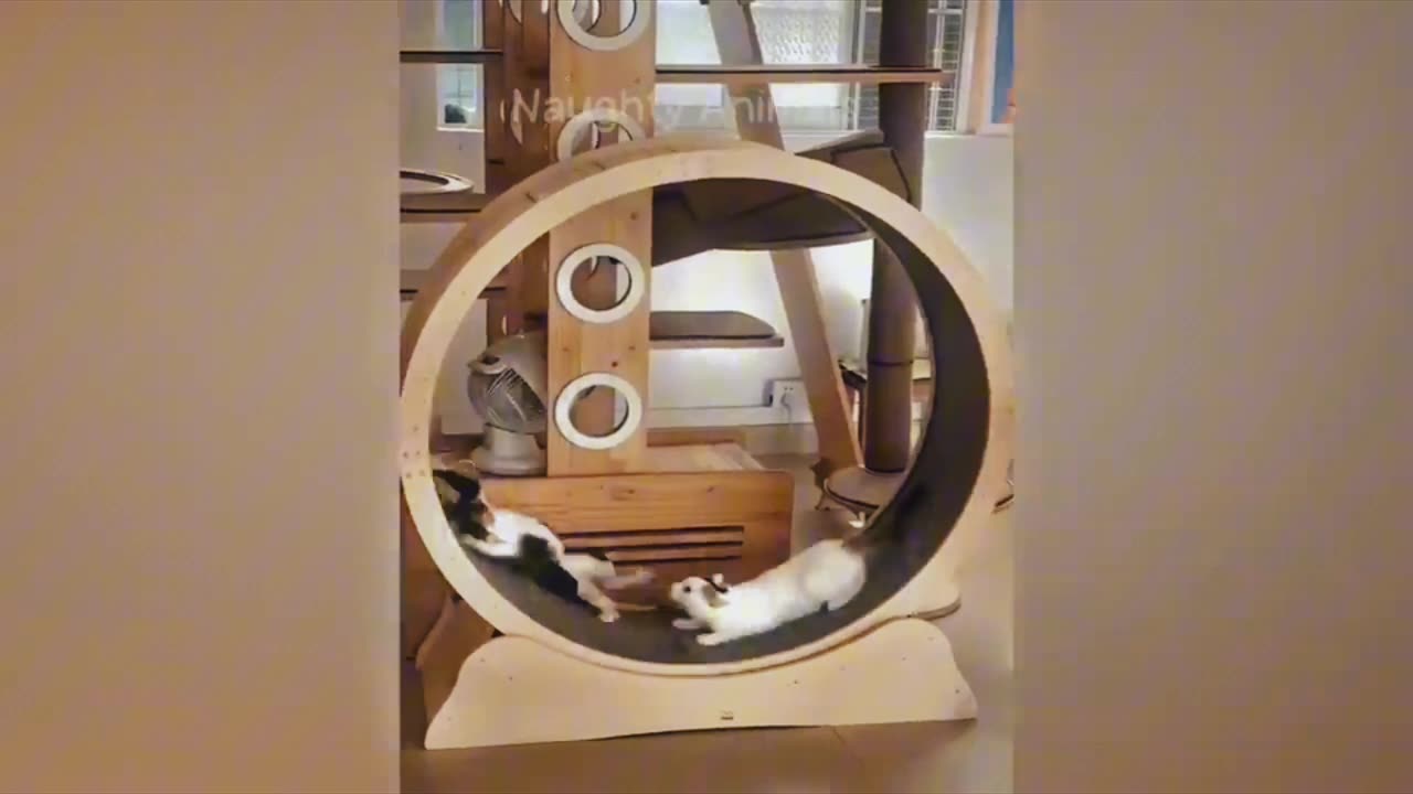 Funny naughty animals
