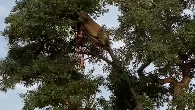 Lion and tiger are vying for food