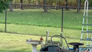 Bird Bath Wars