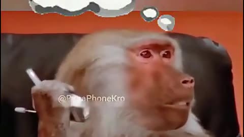 Monkey comedy