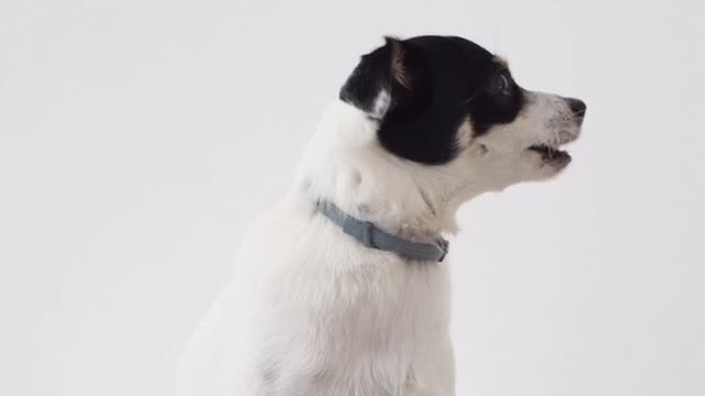 Best dog training and free training video