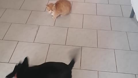 Dogs with friend