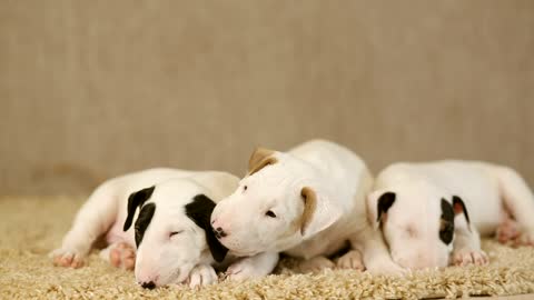 Little young doggies of the Bull Terrier breed on a floor covering 2021