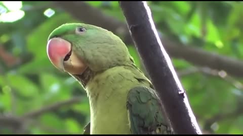 Raw Parrot Whistling and talking training 1