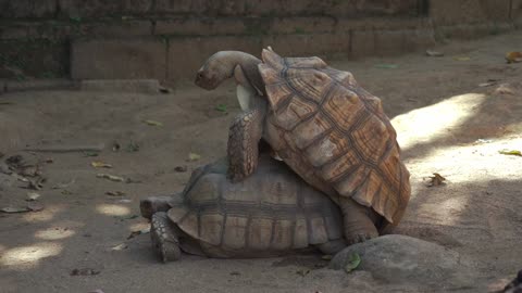 The story of the big turtle