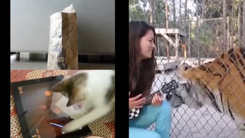 Hundreds of funny animals in 5 minutes
