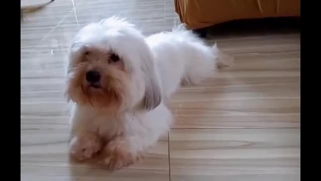 A Camera Shy Havanese Dog