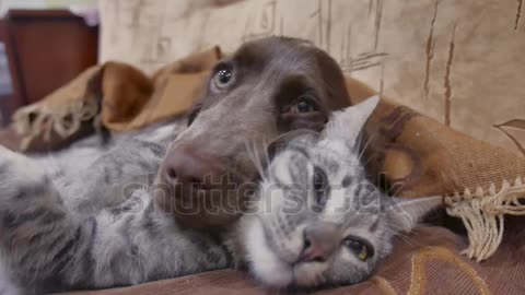 dog and cat sleeping together they are adorable
