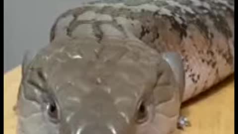 REPTILE PLAYING WITH ITS OWNER