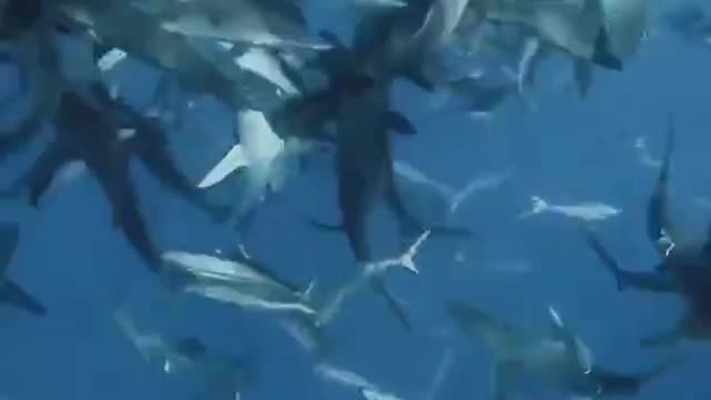 A flock of sharks gather ready to eat small fish on the surface of the water