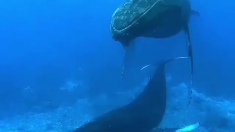 sound of whale