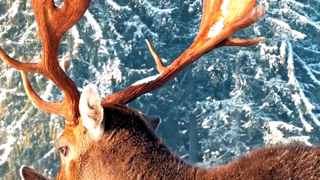 Satisfying Nice Deer ASMR That Makes You Calm Original Satisfying Videos PART - 42