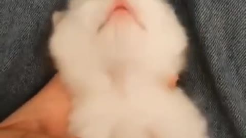 Cute cats - funny cat reaction video 2022