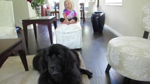 Adorable duet between giant dog and little girl