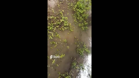 BRISBANE FLOODS Carindale