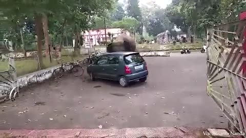 Funny Animals That Will Definitely Brighten Your Day😍Funniest Animals 2024 2