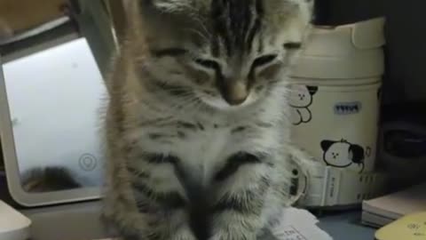 sleeping cute kitten
