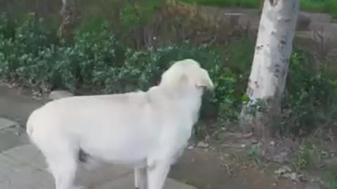 Dog helps blind man