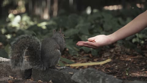 A Squirrel Eating On a Woman's Hand