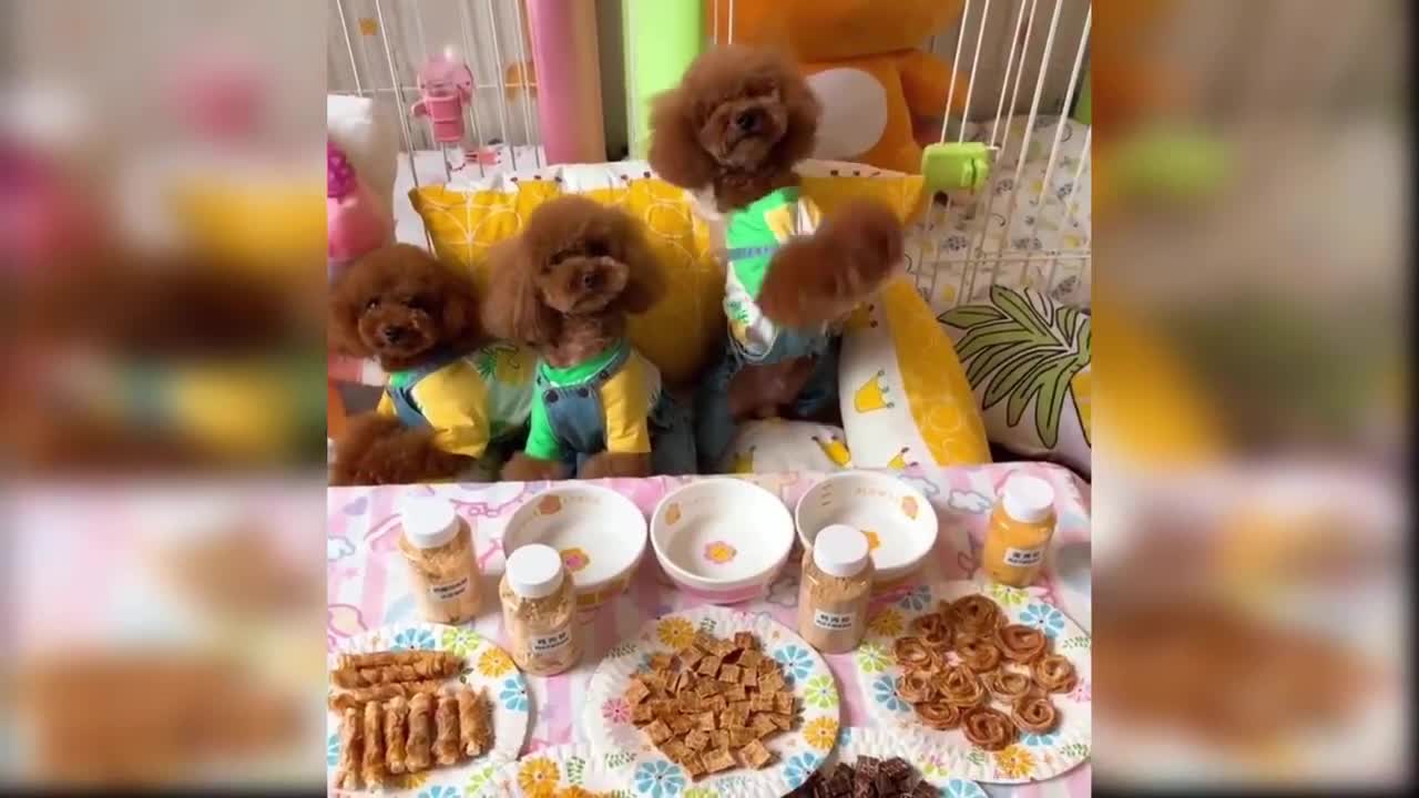 cute baby dogs