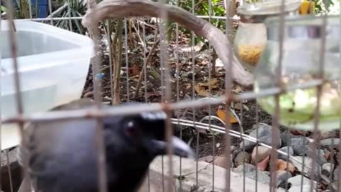 Babbler birds love to eat earthworms