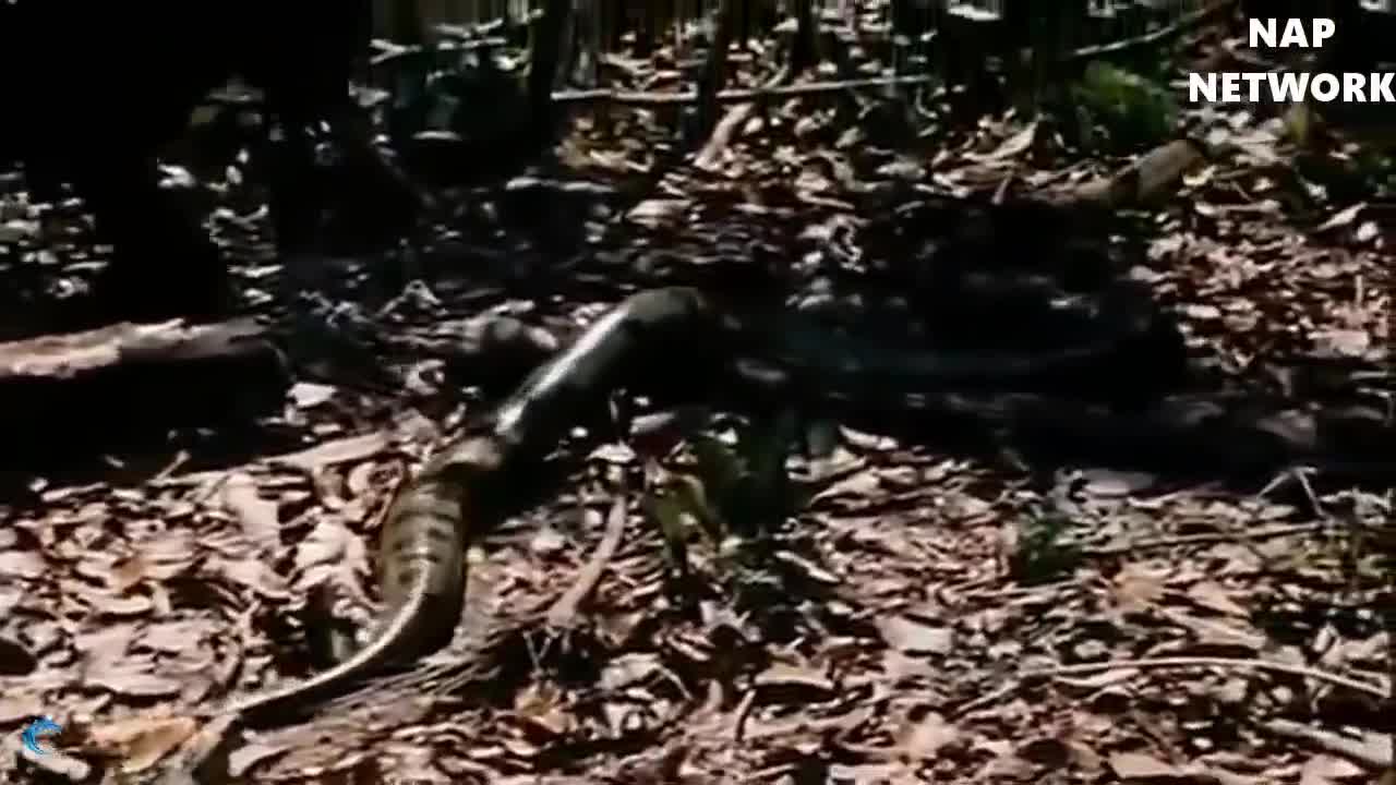 Big Cat Powerful Become Prey Of The Giant Anaconda - Wild Animal Attacks