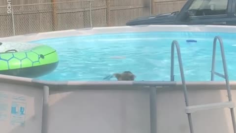 Smart Dog decided to go swimming