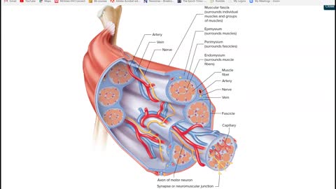 Anatomy and Physiology 1 - Ch. 9 Muscle Tissue part 1 of 4