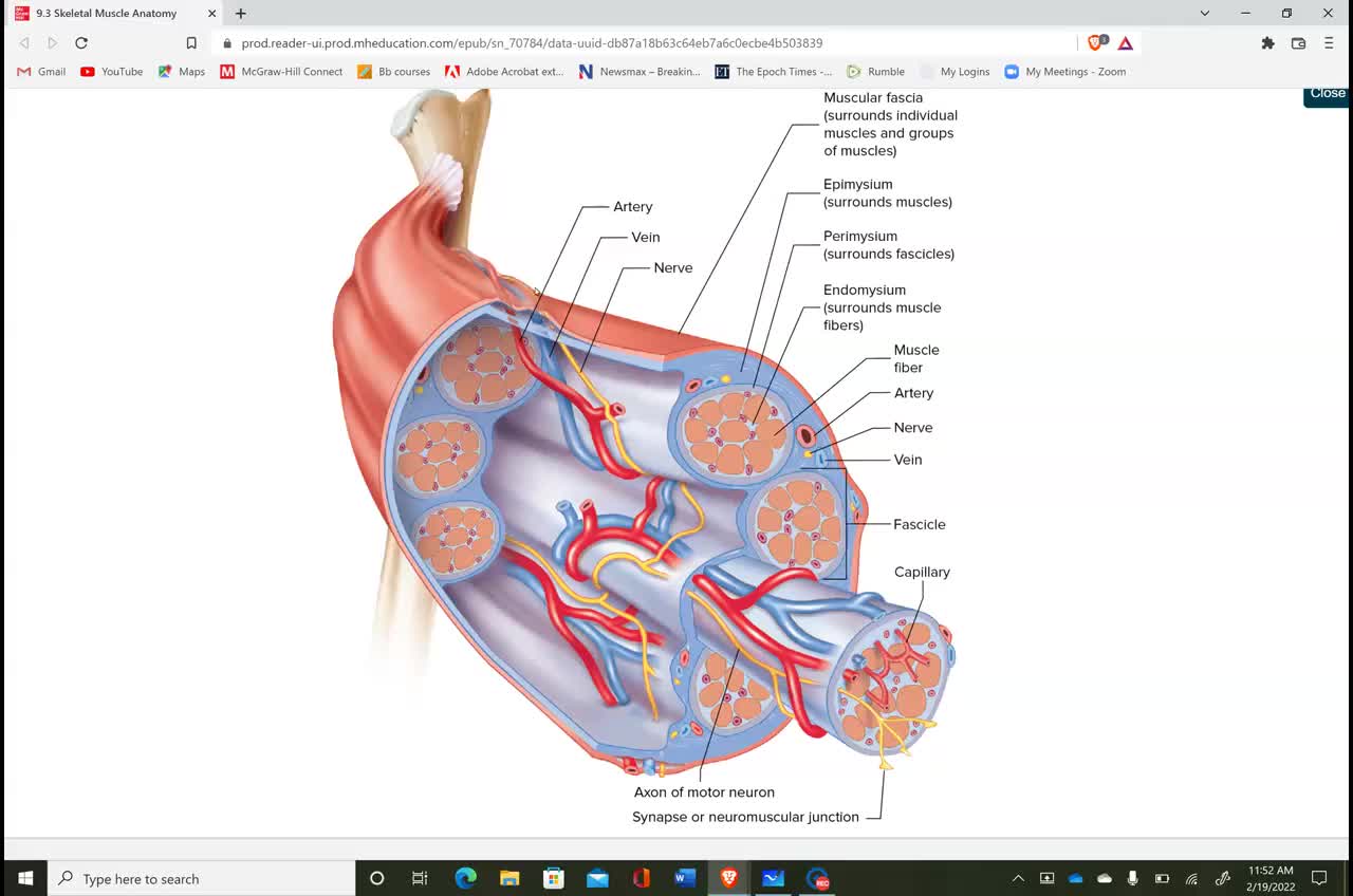 Anatomy and Physiology 1 - Ch. 9 Muscle Tissue part 1 of 4